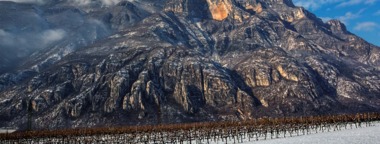 Tenuta San Leonardo