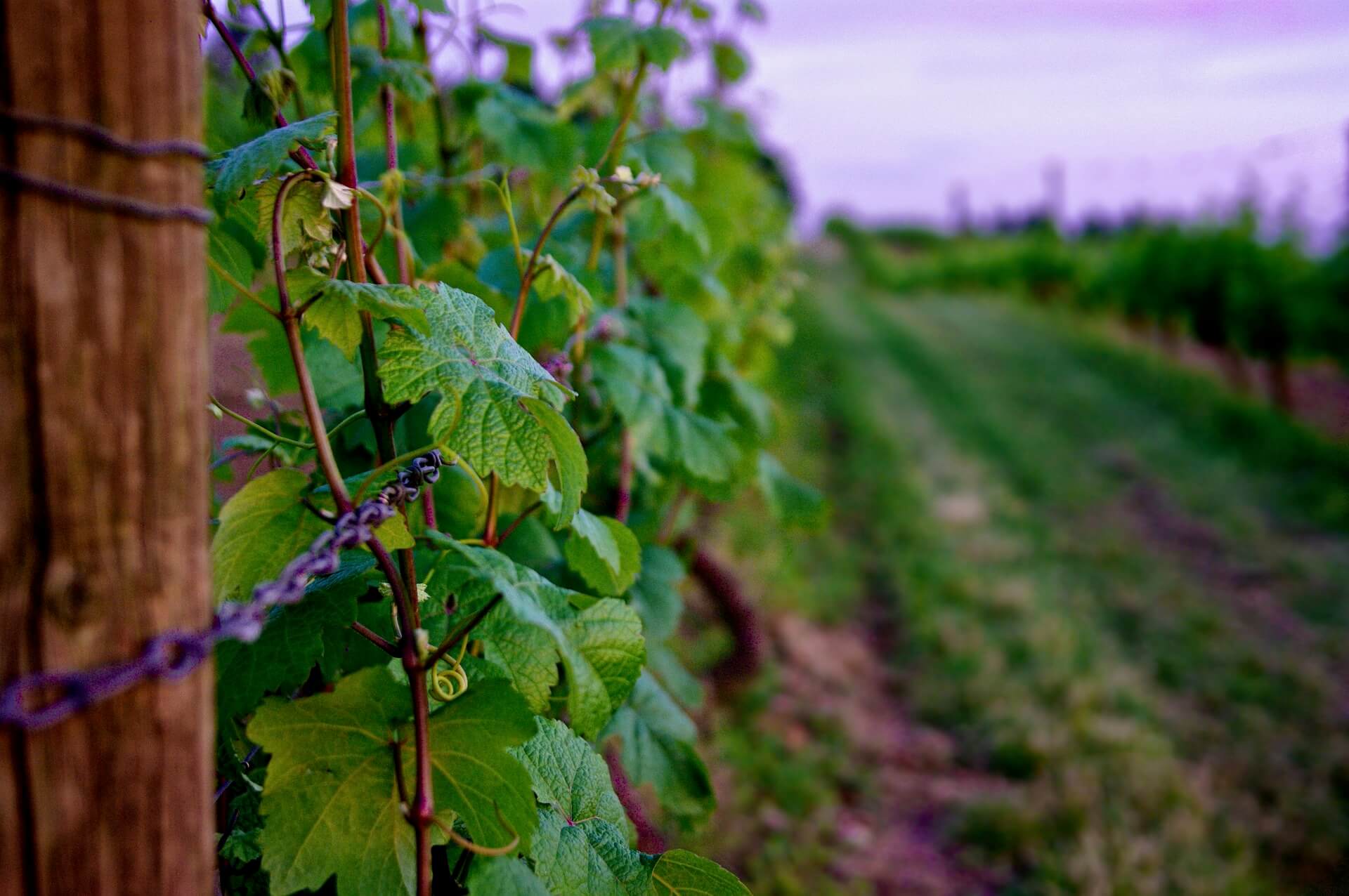 Weinwissen Rebsorten Weißwein Rebe