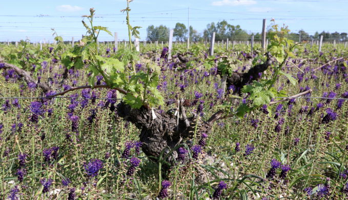 Château Le Coteau