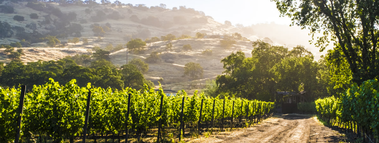 Gemstone Vineyard
