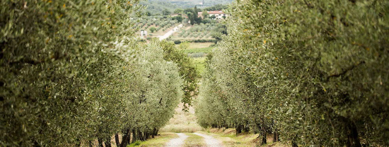 Tenuta Sette Ponti