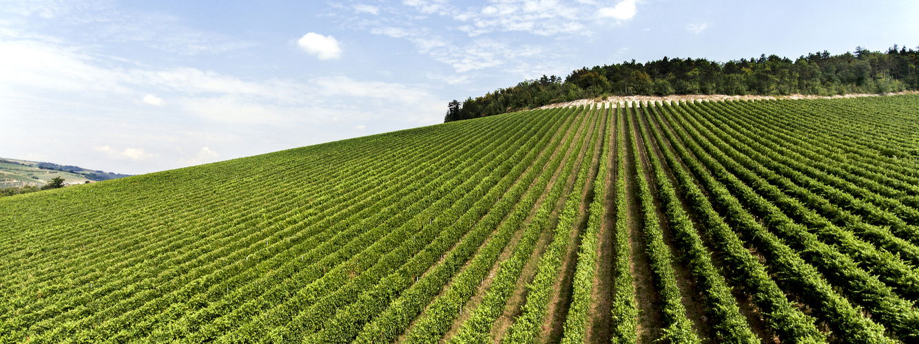 Agricola Fratelli Tedeschi