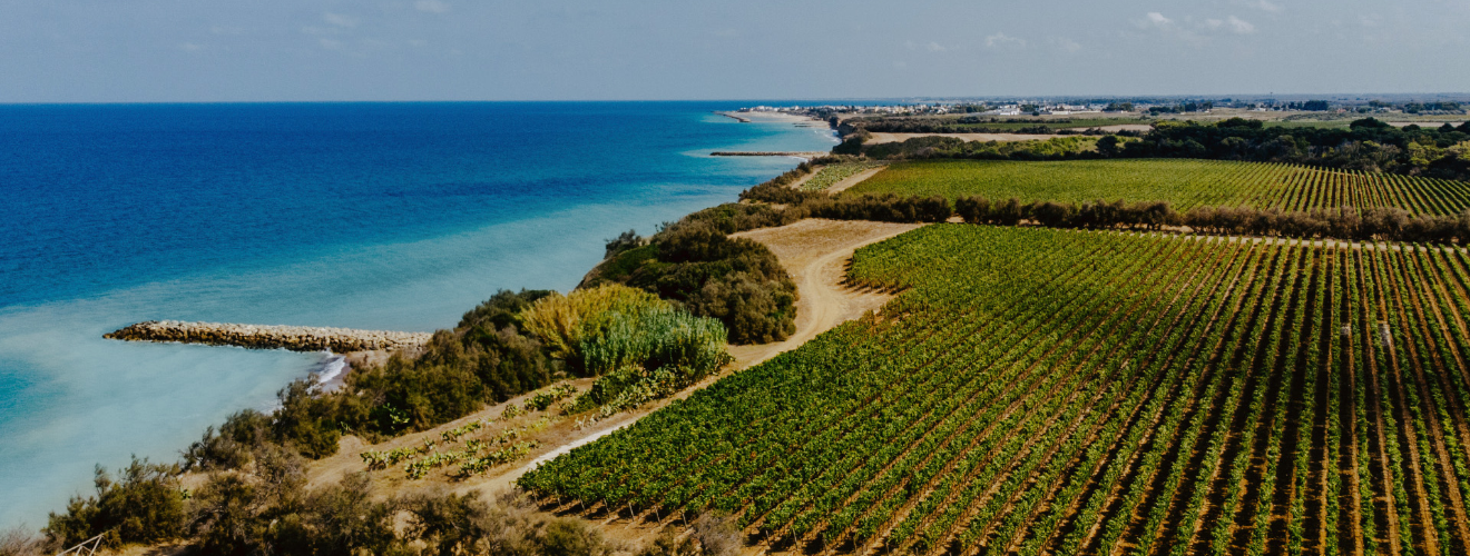 Tormaresca | Antinori