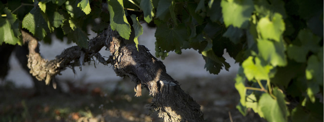 Domaine Billaud Simon